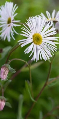 ERIGERON 'Sommerneuschnee'