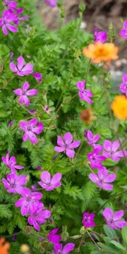 ERODIUM Manescavii -Outlet Botanic Yard Store erodium manescavii web 6090891