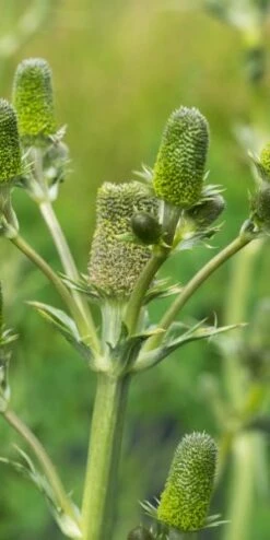 ERYNGIUM Agavifolium