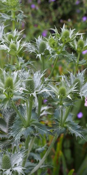 ERYNGIUM Giganteum 1 ERYNGIUM Giganteum