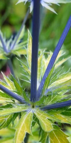 ERYNGIUM X Zabelii 'Neptune's Gold' PBR -Outlet Botanic Yard Store eryngium neptunes gold stem 1040107