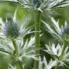 ERYNGIUM X Oliverianum