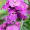 ERYSIMUM 'Winter Joy'
