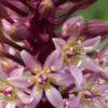 EUCOMIS Comosa 'Sparkling Burgundy'
