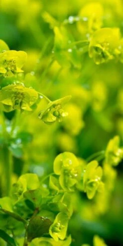 EUPHORBIA Amygdaloides Var. Robbiae -Outlet Botanic Yard Store euphorbia amygdaloides var robbiae 5030060 2