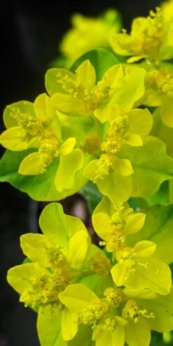 EUPHORBIA Epithymoides (polychroma)