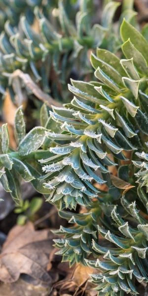 EUPHORBIA Myrsinites 2 EUPHORBIA Myrsinites - Image 2