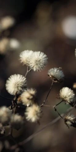 EURYBIA Divaricata -Outlet Botanic Yard Store eurybia divaricata 010220