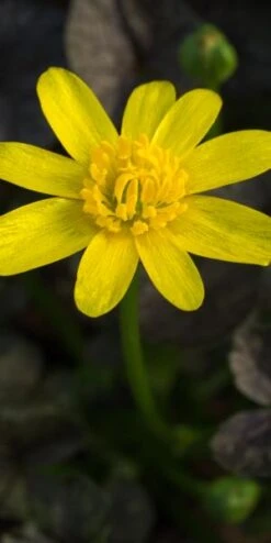 FICARIA Verna 'Brazen Child' -Outlet Botanic Yard Store ficaria verna brazen child 2130699 2