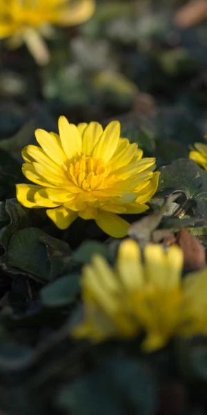 FICARIA Verna 'Double Bronze' 1 FICARIA Verna 'Double Bronze'