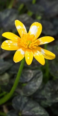 FICARIA Verna 'Fried Egg' -Outlet Botanic Yard Store ficaria verna fried egg 2070552