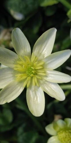 FICARIA Verna 'Salmon's White' -Outlet Botanic Yard Store ficaria verna salmon s white