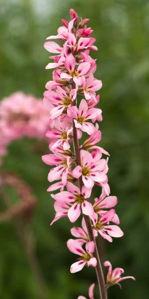 FRANCOA Sonchifolia 'Petite Bouquet' 1 FRANCOA Sonchifolia 'Petite Bouquet'