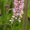 FRANCOA Sonchifolia 'Pink Bouquet'