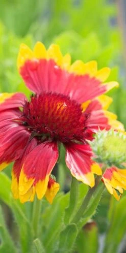 GAILLARDIA X Grandiflora 'Dazzler'