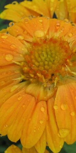 GAILLARDIA 'Naomi Sunshine'