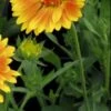 GAILLARDIA 'ST. Clements' (Oranges And Lemons) PBR