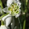 GALANTHUS Nivalis F. Pleniflorus 'Flore Pleno'