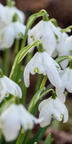 GALANTHUS Nivalis F. Pleniflorus 'Flore Pleno' -Outlet Botanic Yard Store galanthus nivalis flore plena web 2100264