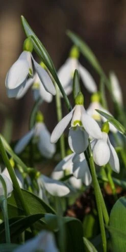 GALANTHUS Woronowii -Outlet Botanic Yard Store galanthus woronowii