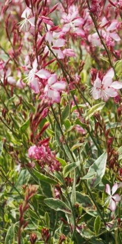 OENOTHERA Lindheimeri Freefolk Rosy ('Harrfolk') (G/v) -Outlet Botanic Yard Store gaura lindheimeri freefolk rosy 7070005