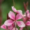 OENOTHERA Rosy Shimmers ('Harshim' PBR) (G)