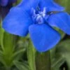 GENTIANA Verna