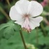 GERANIUM X Cantabrigiense 'Biokovo'