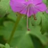 GERANIUM Dalmaticum