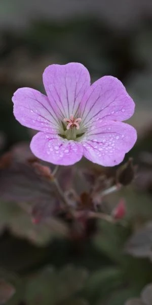 GERANIUM 'Dusky Rose' 1 GERANIUM 'Dusky Rose'