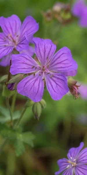 GERANIUM Maculatum 1 GERANIUM Maculatum