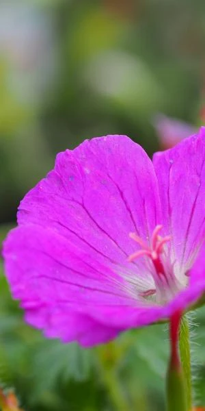 GERANIUM Sanguineum 'Max Frei' 1 GERANIUM Sanguineum 'Max Frei'