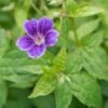 GERANIUM Nodosum 'Clos Du Coudray'