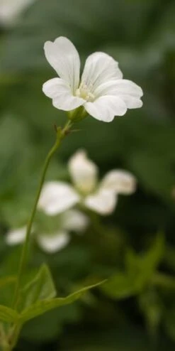 GERANIUM Nodosum 'Silverwood'