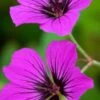GERANIUM 'Patricia'