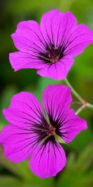 GERANIUM 'Patricia' 1 GERANIUM 'Patricia'