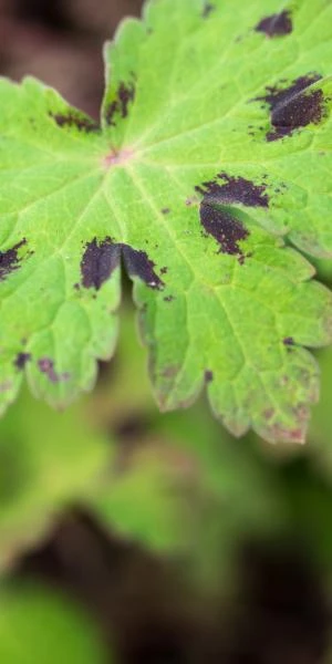 GERANIUM Phaeum Var. Phaeum 'Samobor' 2 GERANIUM Phaeum Var. Phaeum 'Samobor' - Image 2