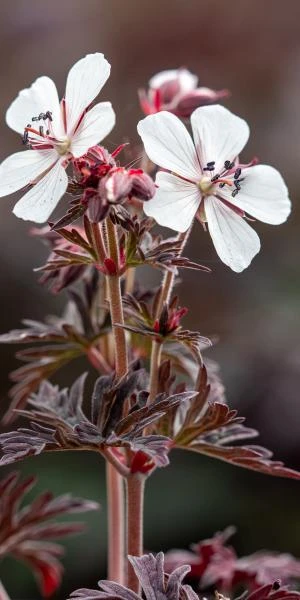 GERANIUM Pratense 'Midnight Ghost' 1 GERANIUM Pratense 'Midnight Ghost'