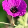GERANIUM Psilostemon