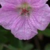 GERANIUM Sanguineum Var. Striatum