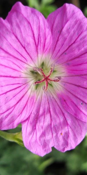 GERANIUM 'Sheilah Hannay' 1 GERANIUM 'Sheilah Hannay'