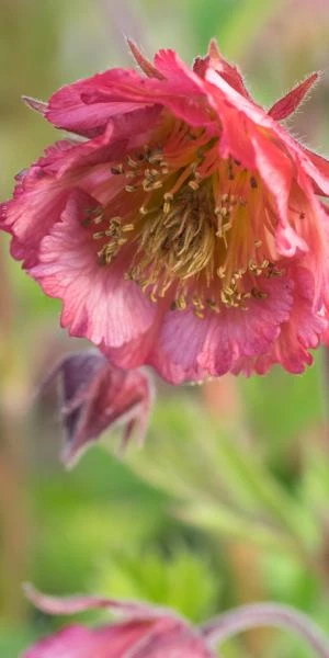 GEUM 'Bell Bank' 1 GEUM 'Bell Bank'