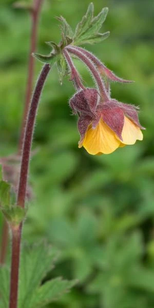 GEUM 'Bremner's Nectarine' 2 GEUM 'Bremner's Nectarine' - Image 2