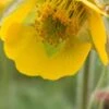 GEUM 'Bremner's Nectarine'