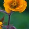 GEUM 'Karlskaer'