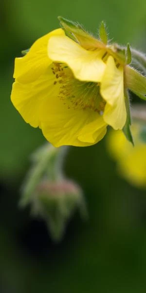GEUM 'Lisanne' 1 GEUM 'Lisanne'