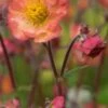 GEUM 'Mango Lassi'