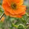 GEUM 'Prinses Juliana'