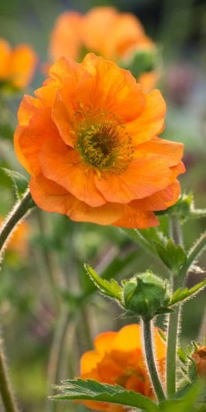 GEUM 'Prinses Juliana' 1 GEUM 'Prinses Juliana'