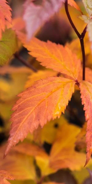 GILLENIA Trifoliata 2 GILLENIA Trifoliata - Image 2